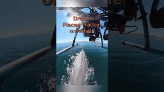 DJI drone places a GPS tracker on a whale in the Sea of Cortez dji wildlife animal conservation [upl. by Tami47]