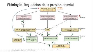 7 Fisiopatología de la Hipertensión arterial [upl. by Rains]