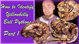 Is my Ball Python a Yellowbelly [upl. by Thordis]