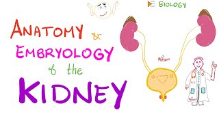 Embryology and Anatomy of the Kidney  Nephrology Basics [upl. by Ricardama]