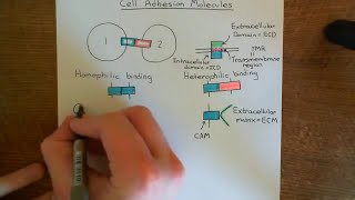 Cell Adhesion Molecules Part 1 [upl. by Narhem]