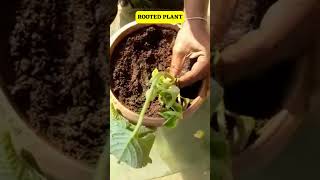 EASIEST AND SIMPLE WAY OF GROWING KARPOORAVALLI AJWAIN Trachyspermum ammi PLANT [upl. by Glynas]