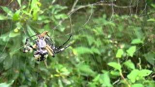 Garden Spiders Attacking Prey Compilation 2 [upl. by Bettencourt]