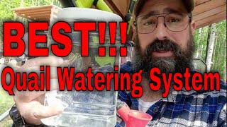 BEST Quail Watering System alaska QuailFarming SelfSufficiency [upl. by Sidwohl233]