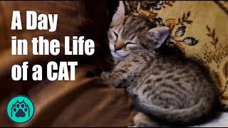 A day in life of CAT Aspirant  CAT Preparation  Journey to IIM  137 Days Left for CAT [upl. by Standley320]