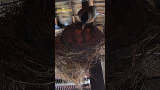 Which American robin hatchling will get the worm birds robin birdbathcam [upl. by Ming]