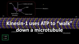 Kinesin 1 uses ATP to walk down a microtubule [upl. by Sone]