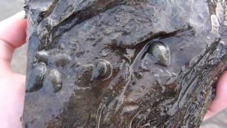 Sangsues à marée basse  Leeches at low tide [upl. by Naujal]