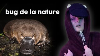 Lornithorynque est le plus chelou des animaux [upl. by Suez]