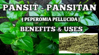 PANSIT PANSITAN BENEFITS amp USES  HEALTH BENEFITS OF SHINY BUSH PEPEROMIA PELLUCIDA NATURER [upl. by Awuhsoj]