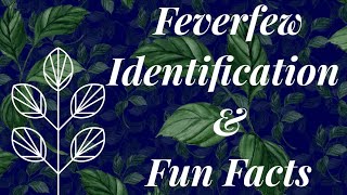 Feverfew identification amp fun facts [upl. by Aikenat]