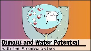 Osmosis and Water Potential Updated [upl. by Esiuqcaj948]