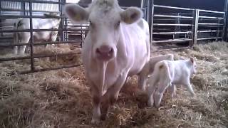 Set of twin Charolais Calves description of freemartin [upl. by Barber]