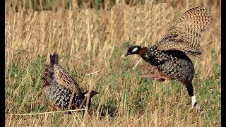 Best Kala Teetar Black Francolin Fight in Forest [upl. by Iew450]