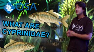 What Are Cyprinidae  What is a Fish with Taras [upl. by Riek]