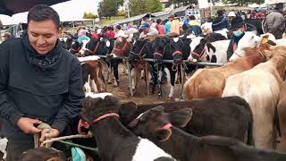 feria ganadera sección pequeños en la ciudad de Ambato Tungurahua Ecuador [upl. by Fiona]