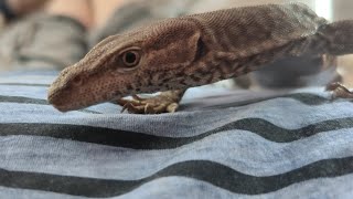 Tristis Monitor Lizard  Playtime [upl. by Suivatnom]