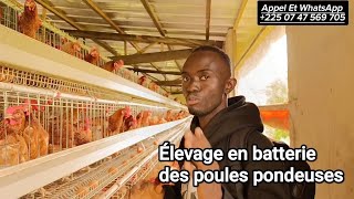 Élevage En Batterie Des Poules Pondeuses  Côte DIvoire La Ferme Avicole de Danané Avec Samassi [upl. by Rick]