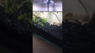 Fancy guppy mosquito fish hybrid trial [upl. by Oneal409]