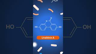 What is Urolithin A in simple words shorts healthnews [upl. by Glogau639]