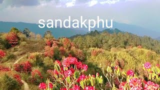 rhododendron flowerspring blossom of the Himalayassandakphu darjeelingsingalilanationalpark [upl. by Merri]