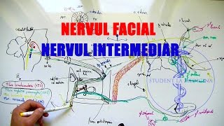 Nervul FACIAL È™i Nervul INTERMEDIAR Wrisberg [upl. by Ainos]