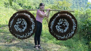 Harvesting giant cabbage wasp pupae for sale [upl. by Ardnal]