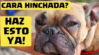 🛑 Mi PERRO tiene la CARA HINCHADA ⏩ Descubre  3  MEDICAMENTOS que pueden SALVAR su VIDA✅ [upl. by Aenotna]