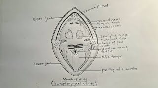 How to draw mouth of frog  buccopharyngeal cavity of frog [upl. by Rellek]