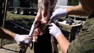 Wild Hog Skinning in west Texas [upl. by Wye]