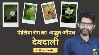 देवदाली The Miracle Cure for Modern Diseases  Ayurveda Amrutam [upl. by Atires]