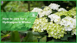 How to care for a Hydrangea in Winter [upl. by Haimrej]