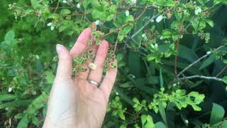 Frequently asked questions Blueberries in the permaculture garden [upl. by Yllom]