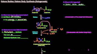 Ketone Bodies Part 2 of 4  Ketone Body Synthesis  Ketogenesis [upl. by Ruiz]