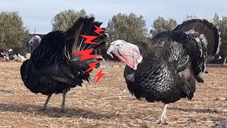 صوت الديك الرومي في المزرعة 🦃 Turkey Gobble  Turkey Call  Turkey Sound [upl. by Cavil474]