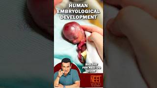 Formation of Embryo  Steps involved in Human Embryological development  neet biology science [upl. by Ayrotal992]