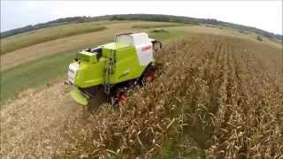 Claas Lexion 630 beim Ersteinsatz im Körnermais►LU Sigmund Müller im Mais [upl. by Attelocin810]