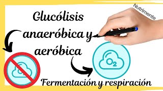 Glucólisis anaeróbica y aeróbica FERMENTACIÓN Y RESPIRACIÓN [upl. by Fraze]