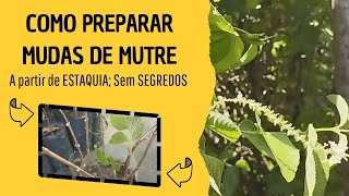 COMO preparar mudas de MUTRE  ALOYSIA VIRGATA a partir de estaquia sem segredos [upl. by Orsini240]