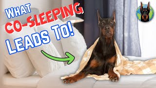 Sharing Your Bed With Your Doberman BIG Mistake or Better Behavior [upl. by Nicolea847]