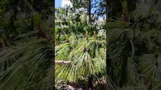 The quotPINUSquot  male and female cone  🌲⛰️ [upl. by Orji]