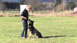 Elite Trained IPO Protection German Shepherd Obedience [upl. by Caughey]