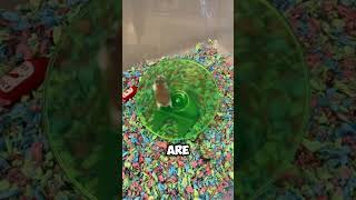 HAMSTER WHEEL  hamsters wheels [upl. by Amliv]