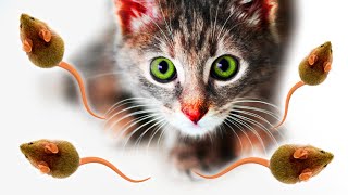 Jeux pour chats 🐭 Rongeurs  Attraper des Souris 🐭 Mettez votre chat devant cette vidéo JEU VIDEOS [upl. by Haiacim]