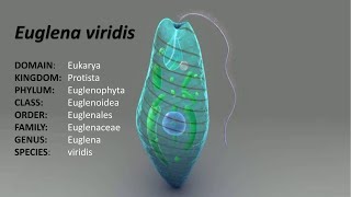 Full lecture on Euglena ClassificationDistribution and Comments [upl. by Tena]