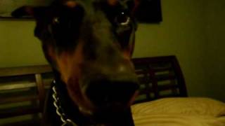 A Talking Doberman [upl. by Leirrad]