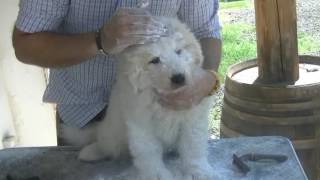 3Tutorial Pulizia e toeletta del cane da pastore maremmano abruzzese [upl. by Nniuq135]