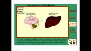 Metabolism and metabolic pathways [upl. by Anirhtak]