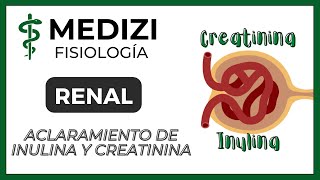 Fisiología Renal  Aclaramiento de Inulina y Creatinina Depuración o Clearance IGdoctorpaiva [upl. by Kimberlee]