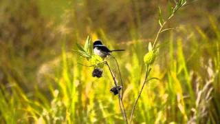 Superb Fairywren Superb BlueWren or Blue Wren Malurus cyaneus ♂  Prachtstaffelschwanz 1 [upl. by Ellenuahs708]